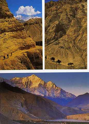 
Top left: Gorges between Chele and Geiling. Top right: caravan of Tibetan ponies. Bottom: Nilgiri from Chuksang. - Trekking in Himalayas book
